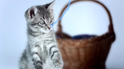   小猫玩线