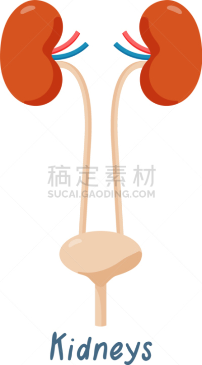 健康保健,肾脏,分离着色,生物学,人,生病,手术,教育