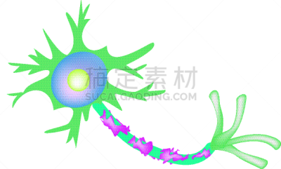 髓鞘,轴突,生物学,健康保健,有髓鞘的,整形器具,神经科学