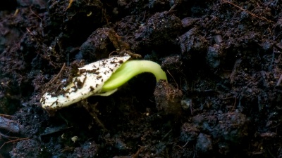 发芽种子发芽植物生长小芽苗从地面上扬起农业概念春季夏季时差