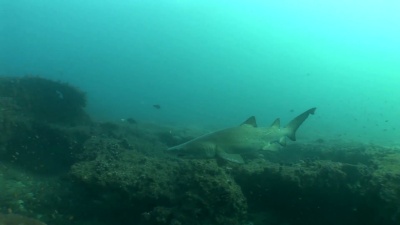 危险的斗牛鲨(Carcharhinus Leucas)水下视频