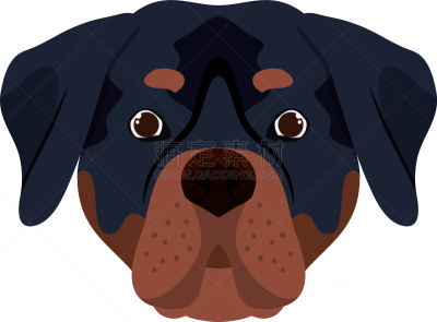 可爱的,狗,罗威纳犬,动物头,白色背景,宠物,分离着色,纯种犬,图像,哺乳纲