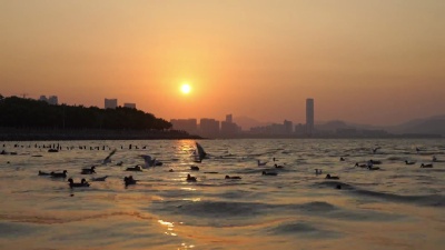 日出在岩石海岸和海鸥降落在海上