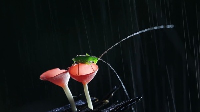 雨天和蝗虫上的红蘑菇，粉红色烧杯蘑菇，Tarzetta Rosea(Rea)Dennis，Pustuluria Rosea Rea