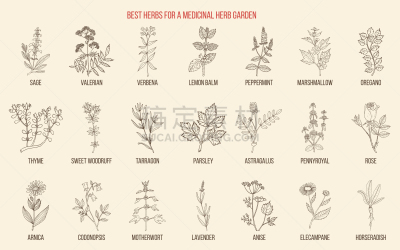 草本,草药,菜园,益母草,绿色,健康保健,芳香疗法,植物学,自然
