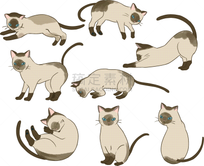 暹罗猫,可爱的,宠物,背景分离,图像,猫,腮须,猫科动物,一只动物