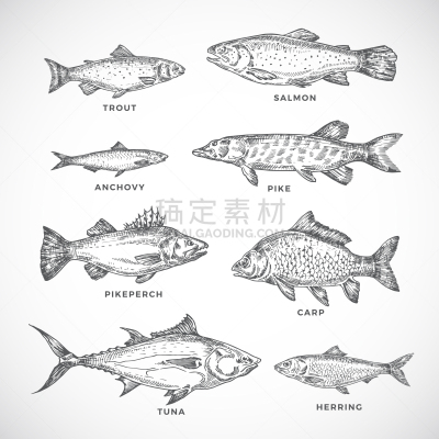 海洋,河流,动物手,鱼肉,分离着色,白色,菜单,绘制,布置,收集