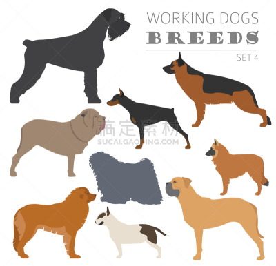 分离着色,狗,牛头梗,纯种犬,梗犬,纽芬兰,图像,沙皮狗,杜宾犬,收集
