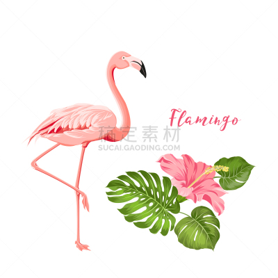 热带气候,火烈鸟,背景,白色,自然,图像,叶子,喙,赤素馨花,花