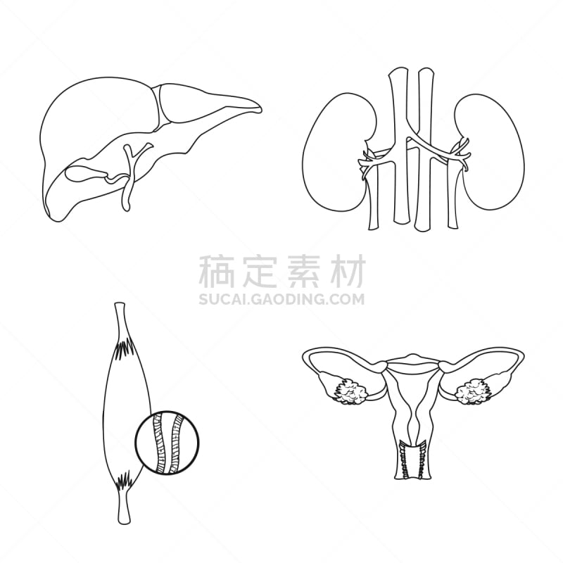 人,分离着色,品牌名称,人造物,人类的生殖器官,卵巢,膀胱,布置