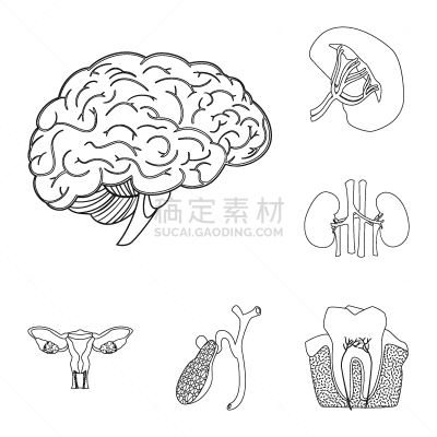 人,品牌名称,人类的生殖器官,膀胱,胆囊,轮廓,布置,收集