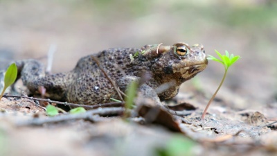 Bufo bufo或欧洲蟾蜍在春林中行走