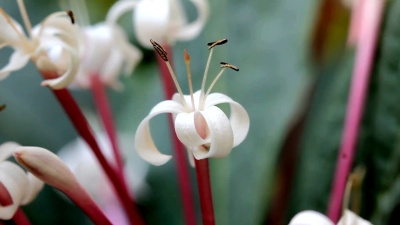 园林植物中的四季木兰属(Clerodendrum Quiloculis)