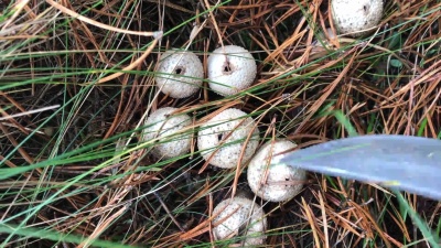 过熟的蘑菇雨衣(Lycoperdon)。蘑菇镐用刀压着他们。在压力下，它们释放出看起来像烟的孢子。