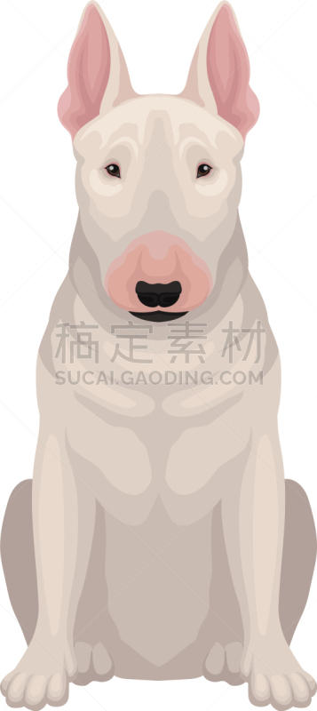 狗,牛头梗,卵,注视镜头,纯种犬,梗犬,传单,肖像,哺乳纲,坐