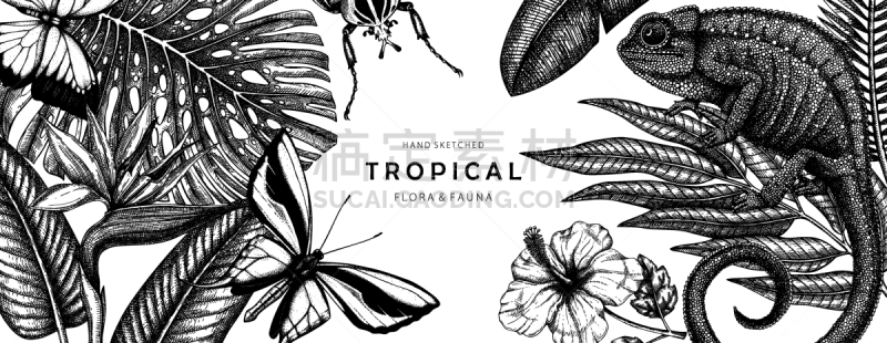 tropical banner design frame with hand drawn