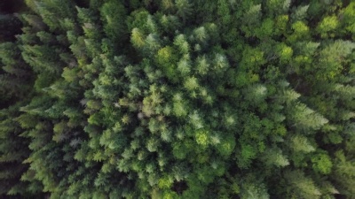夏季北方天然林鸟瞰