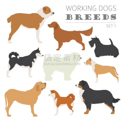 分离着色,狗,纯种犬,梗犬,纽芬兰,图像,沙皮狗,杜宾犬,牛头梗,收集