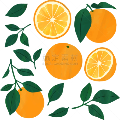 绘画插图,水果,橙子,叶子,可爱的,华丽的,插图画家,贺卡,水彩画颜料,清新