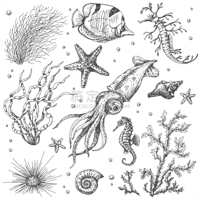 水下,草图,生物,白色,黑色,环境,图像,矢量,植物群,海藻灰