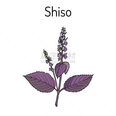 紫苏,香料,草药,健康保健,图像,矢量,草本,烹调,绘制,除草