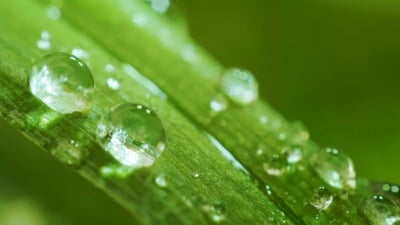 叶子上的露水。