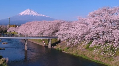日本静冈市龙岗布池的富士山和樱花的日本景观。