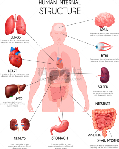 生物学,健康保健,人,图表,男人,矢量,写实,教育