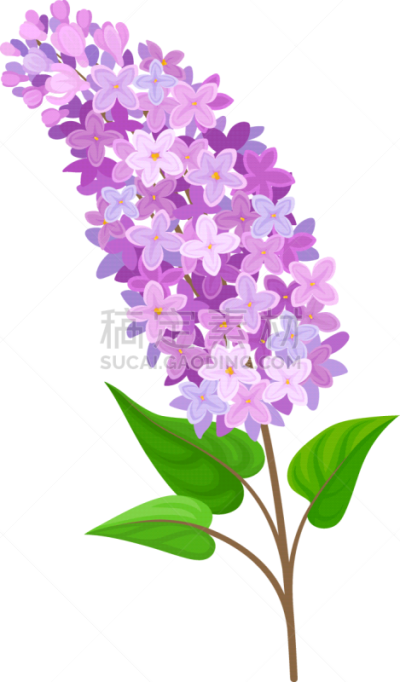 白色,枝,丁香花,华丽的,清新,植物群,自然美,调味品,装饰物,花
