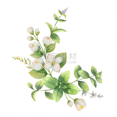 分离着色,茉莉,水彩画,唇形科,花环,白色,自然,图像,花朵,装饰