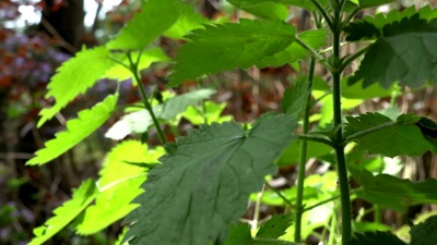 缩小荨麻(Urtica Dioica)，通常称为普通荨麻或刺荨麻