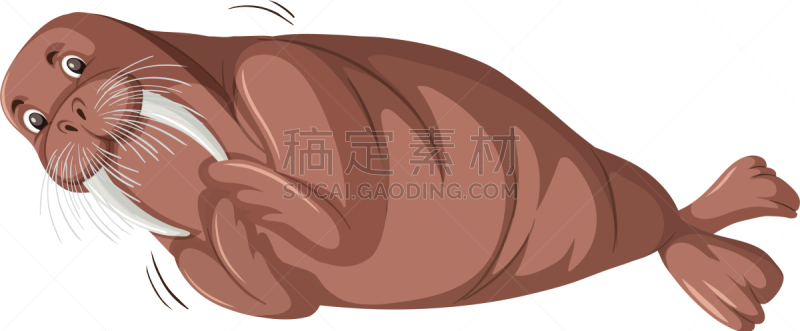 性格,海象,白色背景,分离着色,可爱的,白色,自然,野生动物,图像,设计