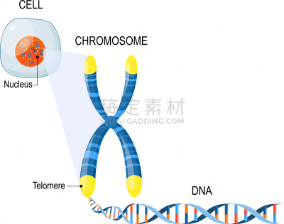 细胞结构,生物学,末端酶,微生物学,健康保健,生物化学,生物科技,分子结构