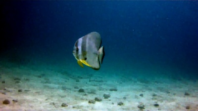 Tallfin Batfish(Platax Teira)又名Longfin spadefish，Ko Haa Archipelago，Andaman Sea，Krabi，泰国。