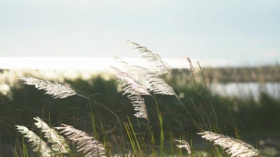 湖景海景芦苇
