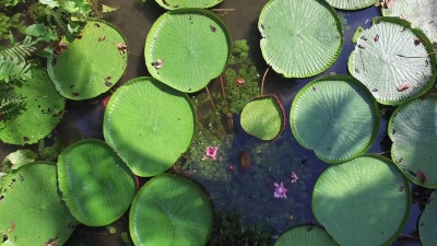 维多利亚亚马逊和Vitoria Regia