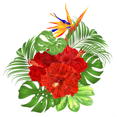 龟背竹,绘画插图,花束,天堂鸟花,棕榈树,喜林芋属,木槿属,矢量,插花,复古