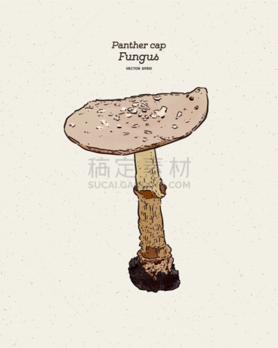 panther cap is a species fungus hand draw