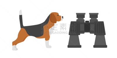 纯种犬,比格犬,白色背景,赛级犬,可爱的,梗犬,肖像,狗,哺乳纲,休闲