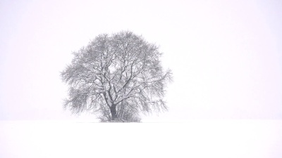 高清超慢MO 雪中孤独的树
