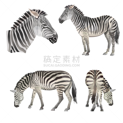 斑马,可爱的,非洲,图像,哺乳纲,自然美,蹄,布置,收集,设计