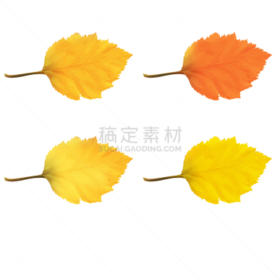 桤树,叶子,平视角,水彩画颜料,背景分离,灰色,环境,环境保护,植物,背景