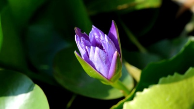 紫色睡莲开花时间