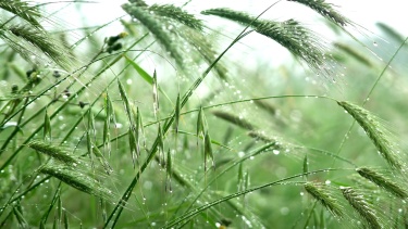 雨后湿绿早熟麦穗