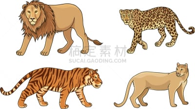 大型猫科动物,舞台,狮子,摆拍,野生动物,彪马,哺乳纲,动物,美洲豹,站