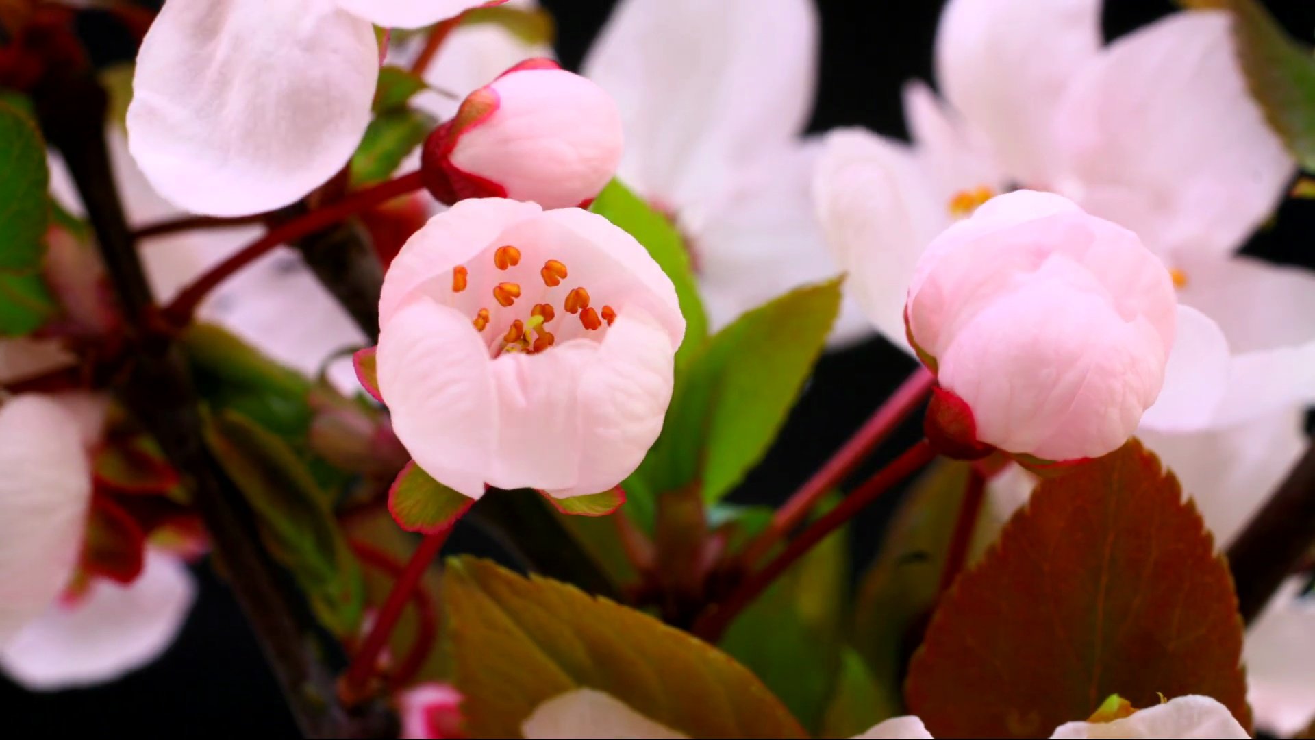 粉红色樱花盛开 