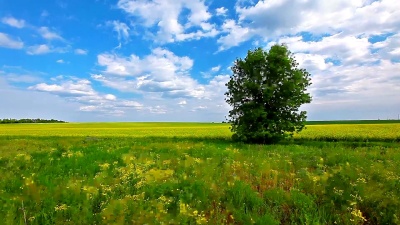 夏季景观
