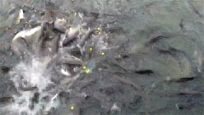 慢动作 鱼乌贼正在吃东西。