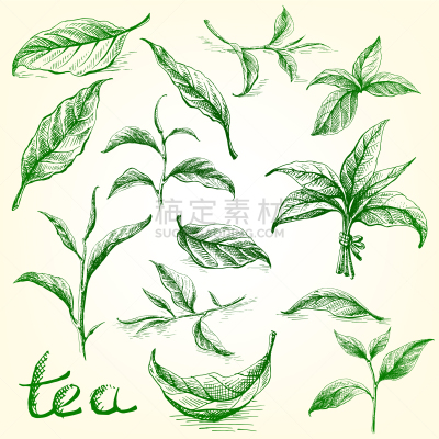 茶叶,分离着色,白色,自然,草本,清新,植物群,枝,收集