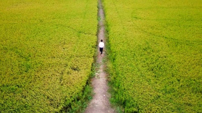 男孩们在田野上奔跑